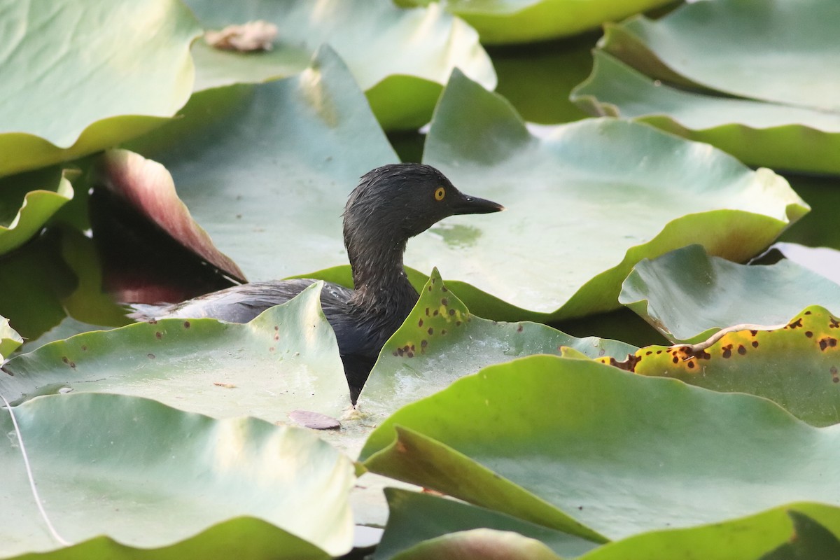 Least Grebe - ML638243325