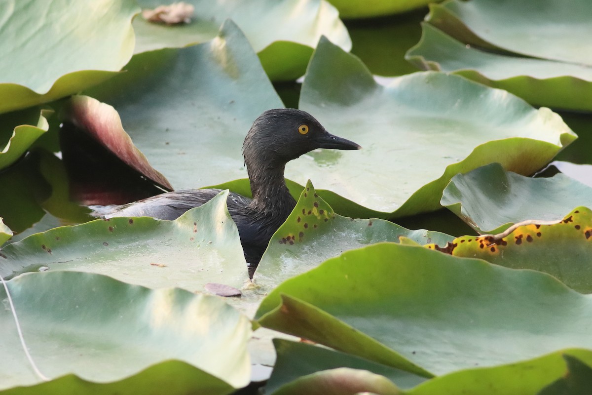 Least Grebe - ML638243326