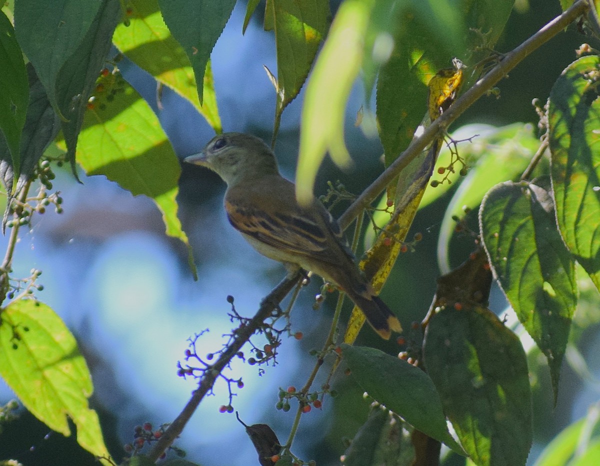 White-winged Becard - ML638243332