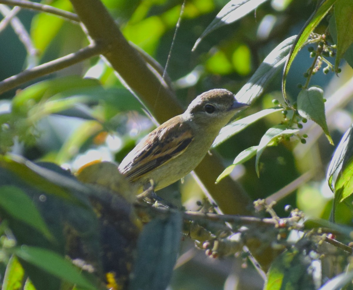 White-winged Becard - ML638243333