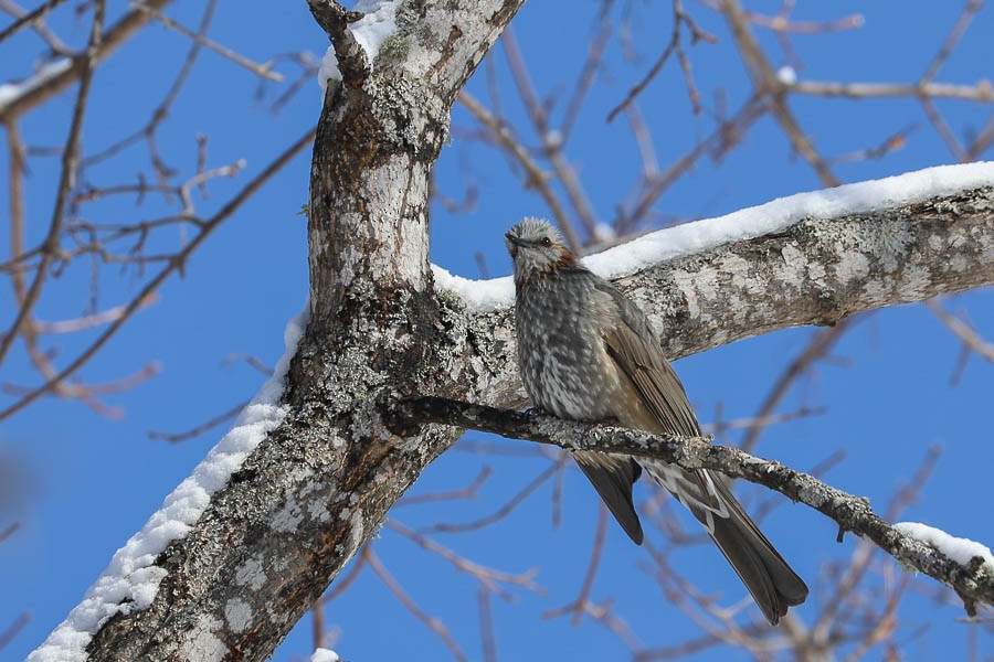 Bulbul à oreillons bruns - ML638243334