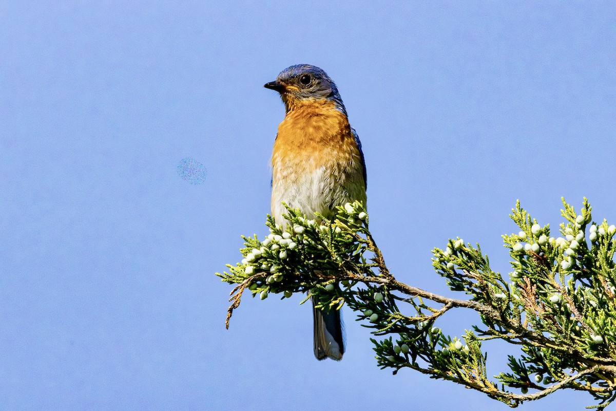 Eastern Bluebird - ML638243339