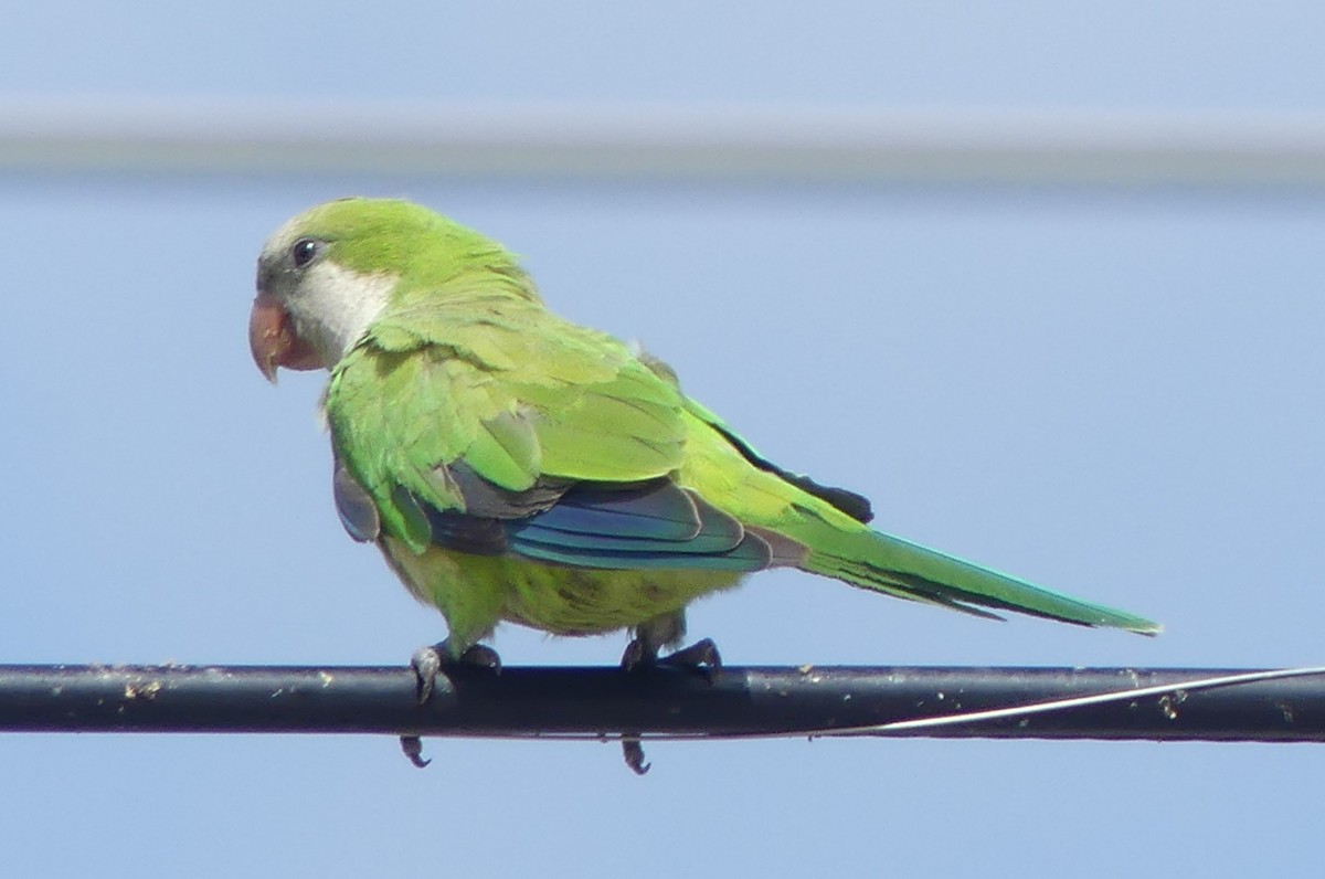 Monk Parakeet - ML638243345