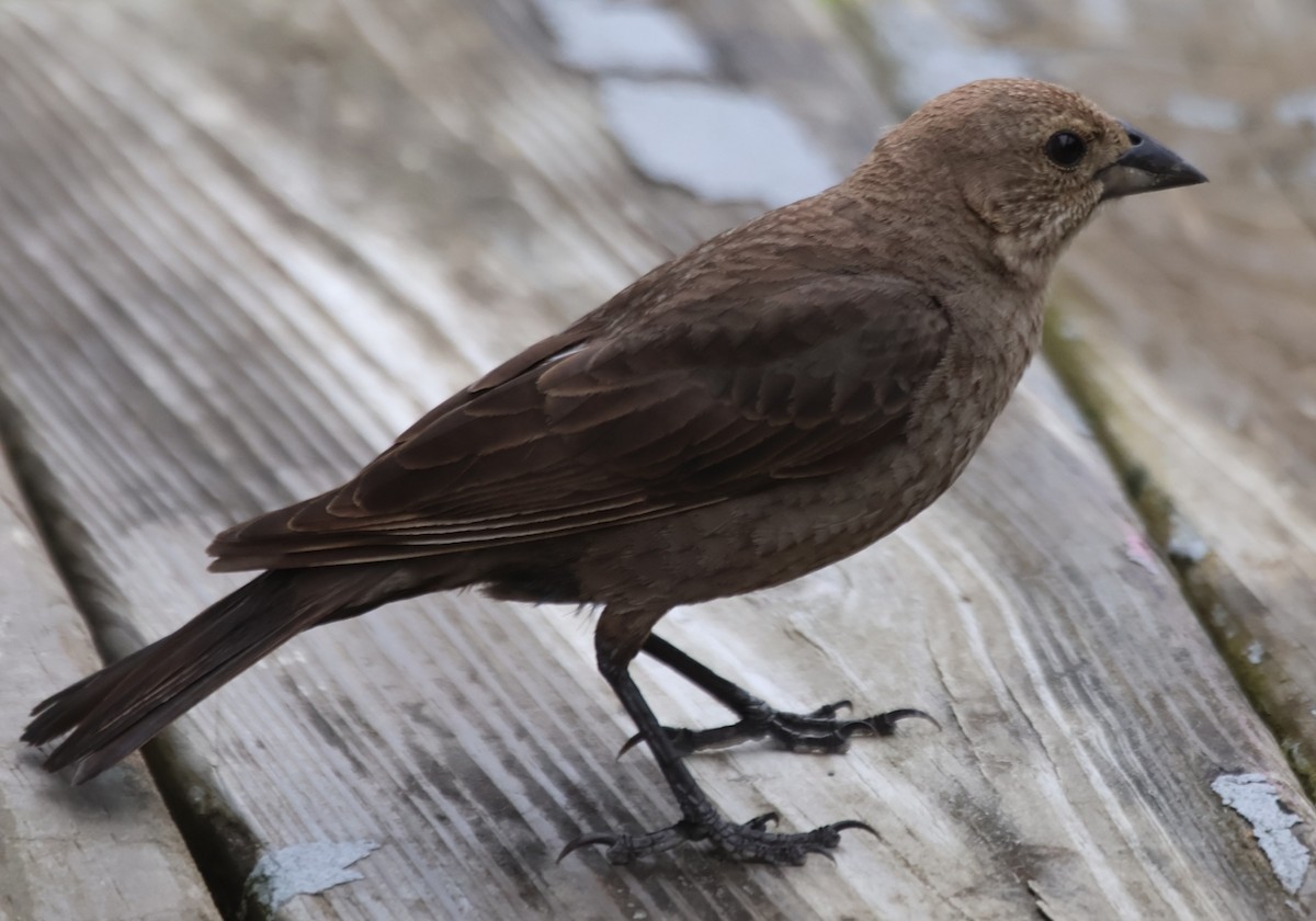 Brown-headed Cowbird - ML638243353
