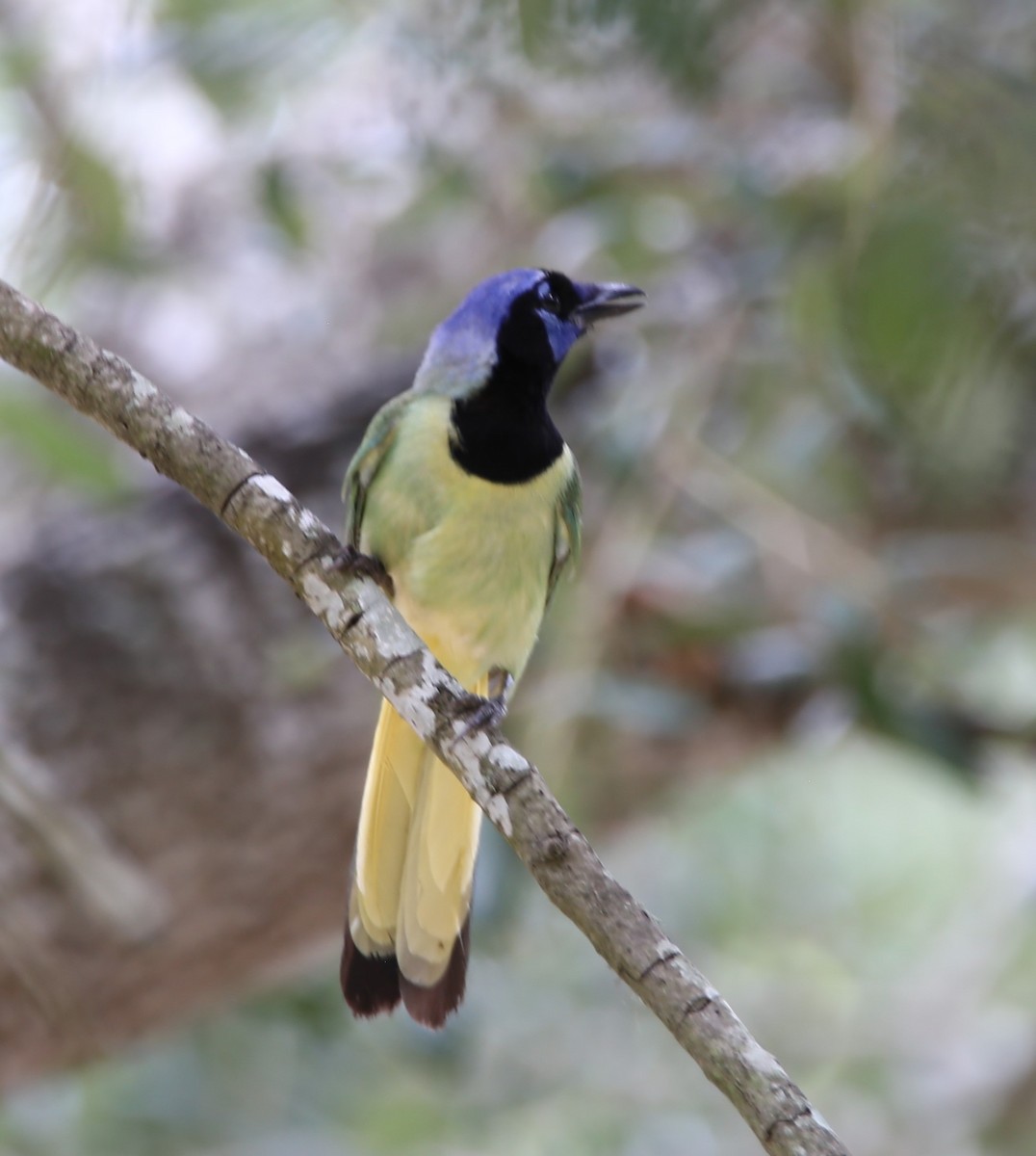 Green Jay - ML638243355