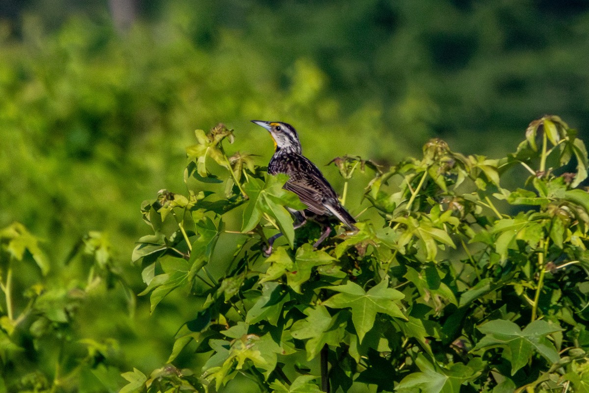 Eastern Meadowlark - ML638243357