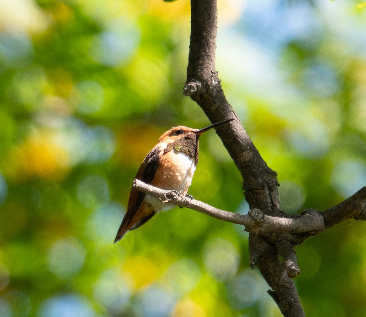 Allen's Hummingbird - ML638243360