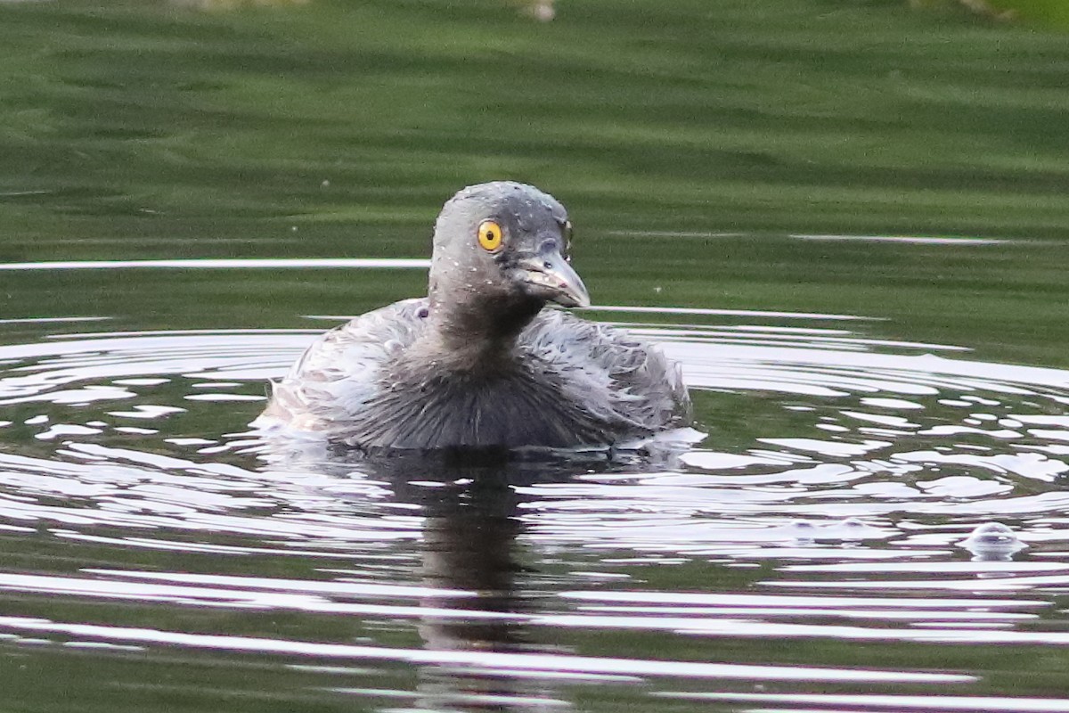 Least Grebe - ML638243376
