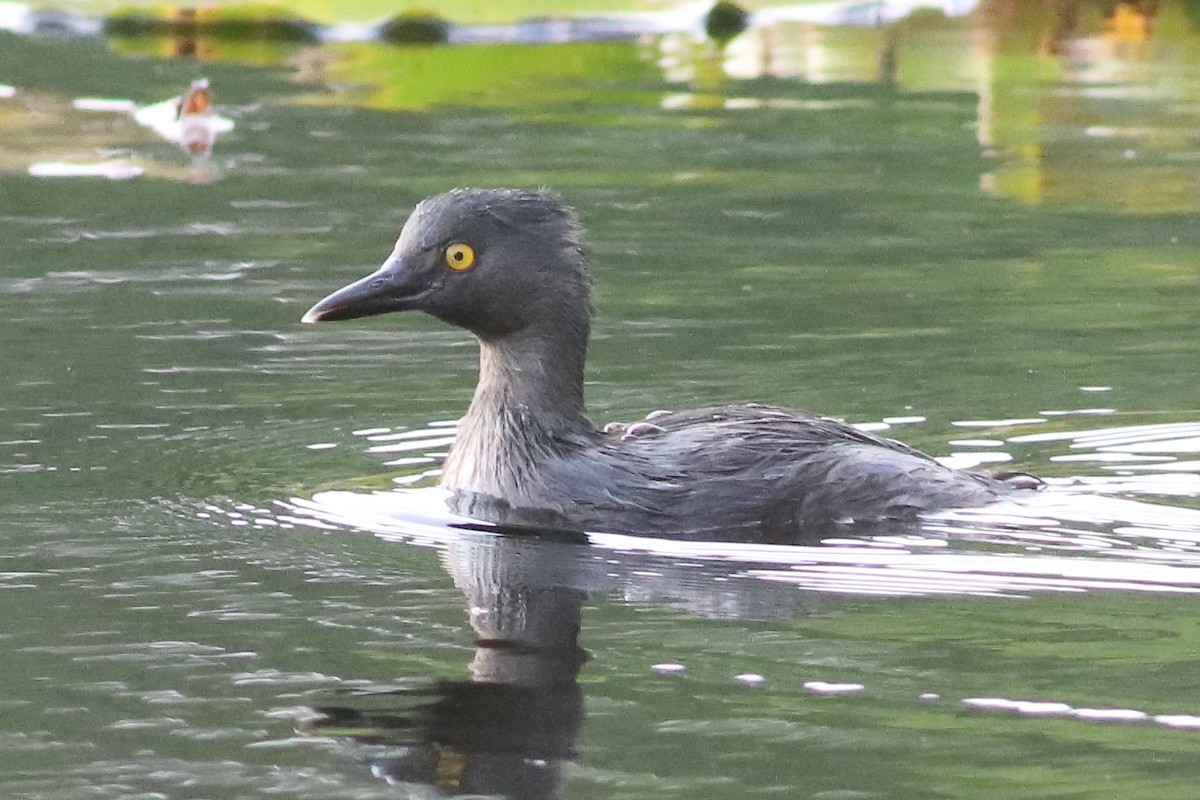 Least Grebe - ML638243379