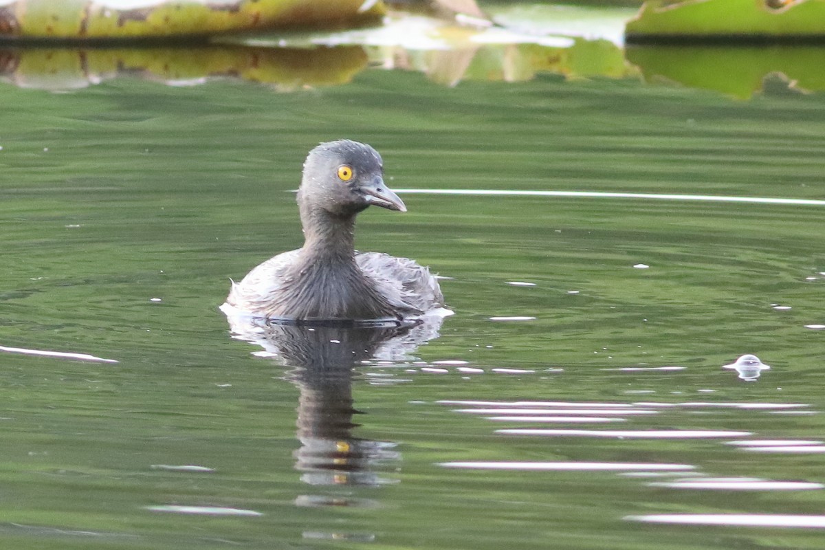 Least Grebe - ML638243380