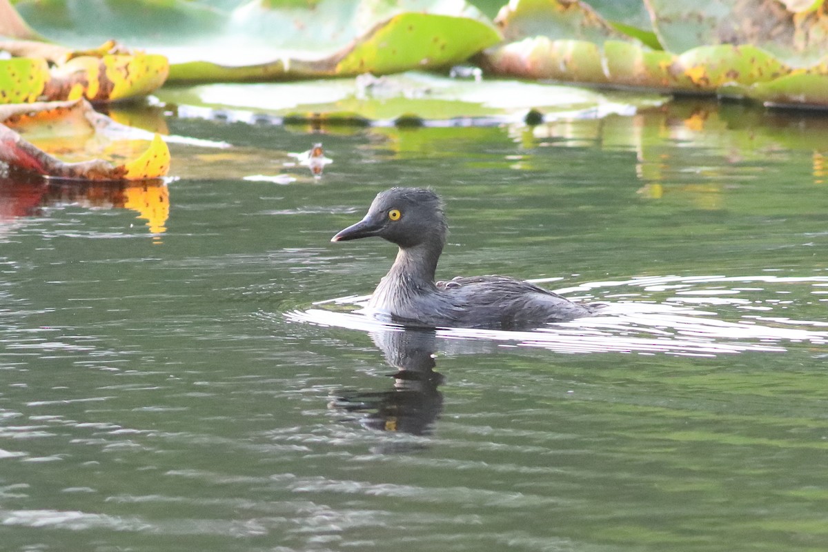 Least Grebe - ML638243383