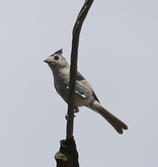 Black-crested Titmouse - ML638243392