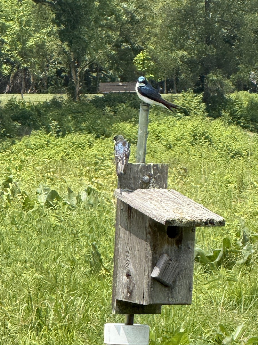 Tree Swallow - ML638243412