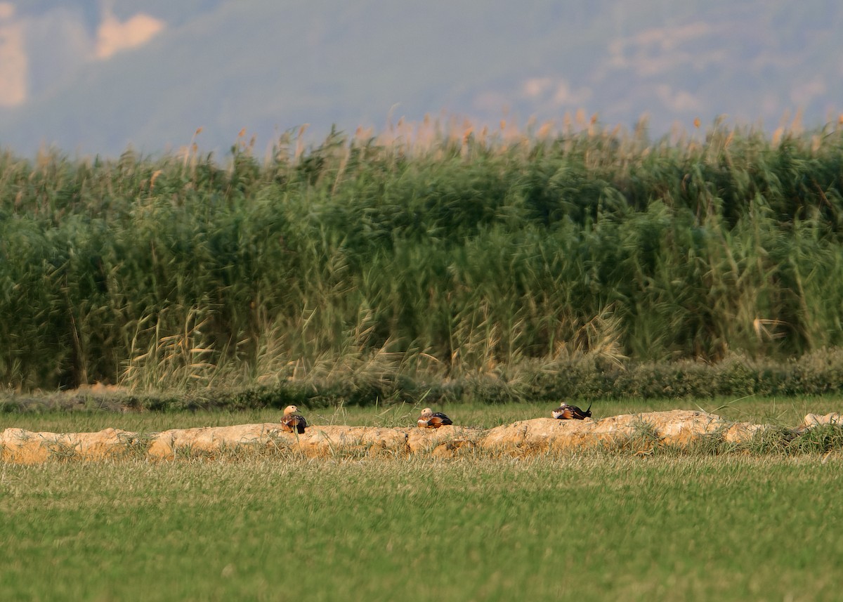 Ruddy Shelduck - ML638243417