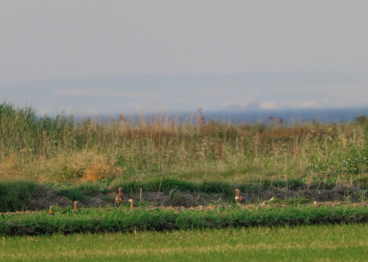 Ruddy Shelduck - ML638243422