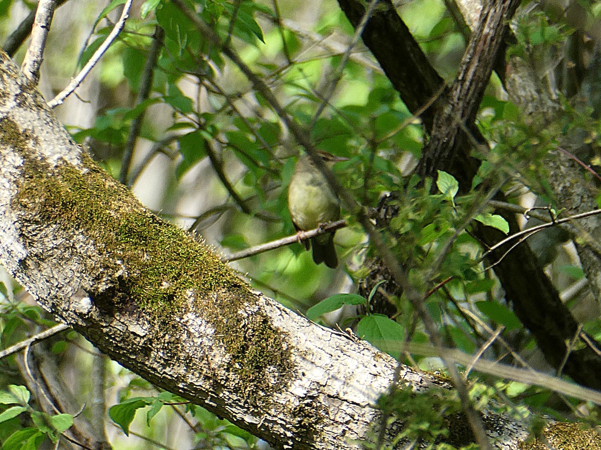 Swainson's Warbler - ML638243429