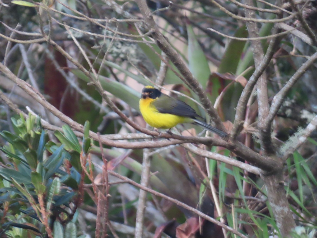 Yellow-crowned Redstart - ML638243438
