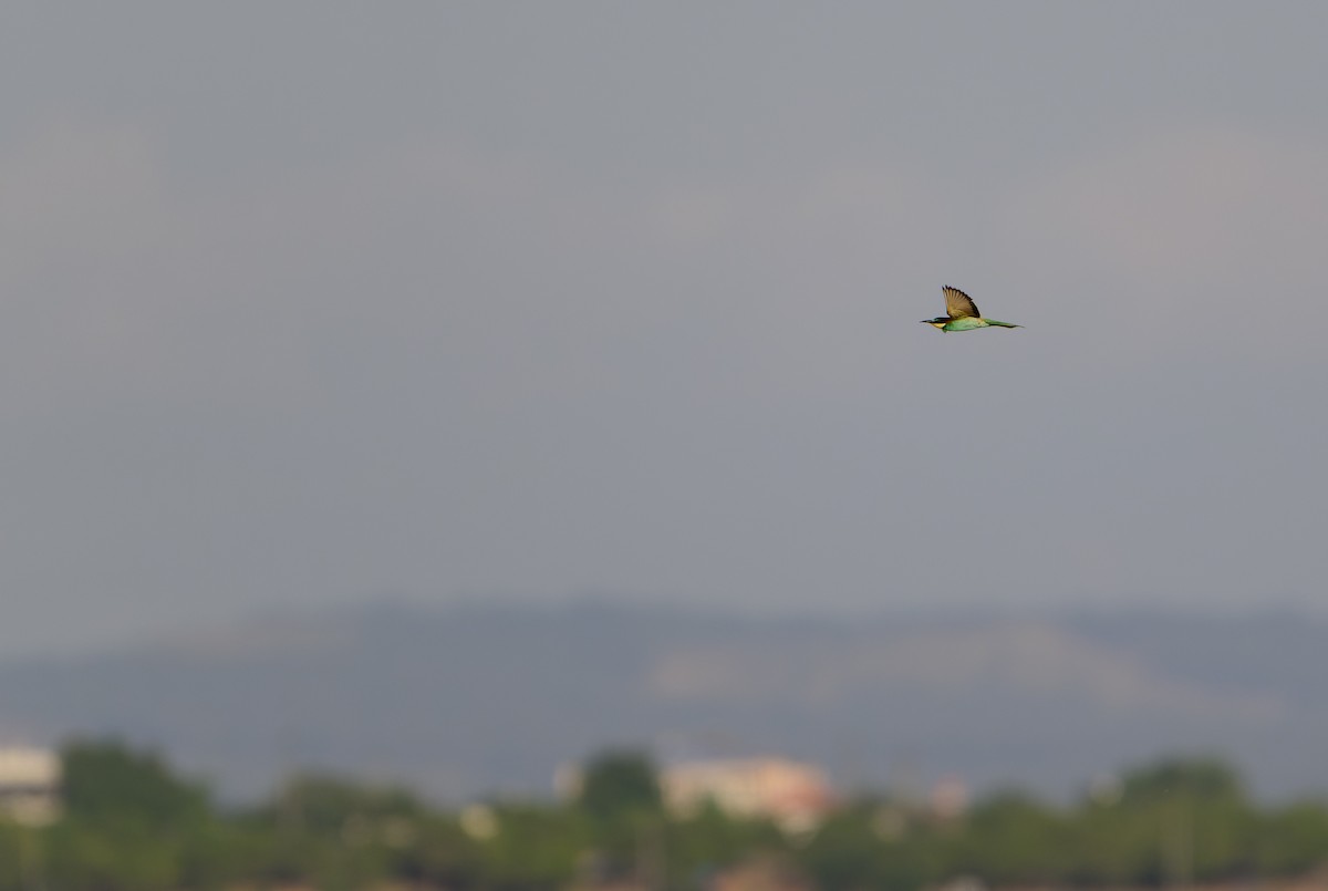 European Bee-eater - ML638243439