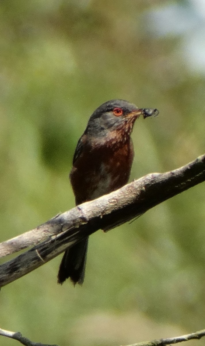 Dartford Warbler - ML638243440
