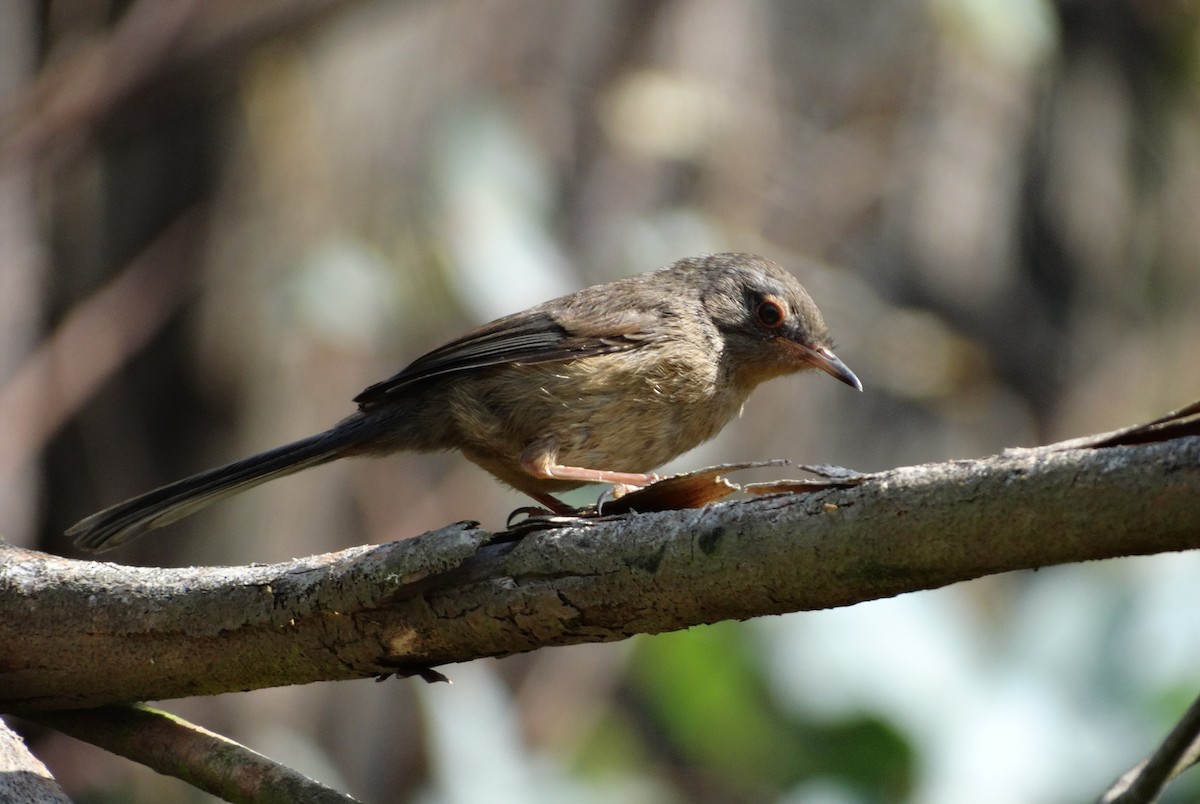 Dartford Warbler - ML638243441