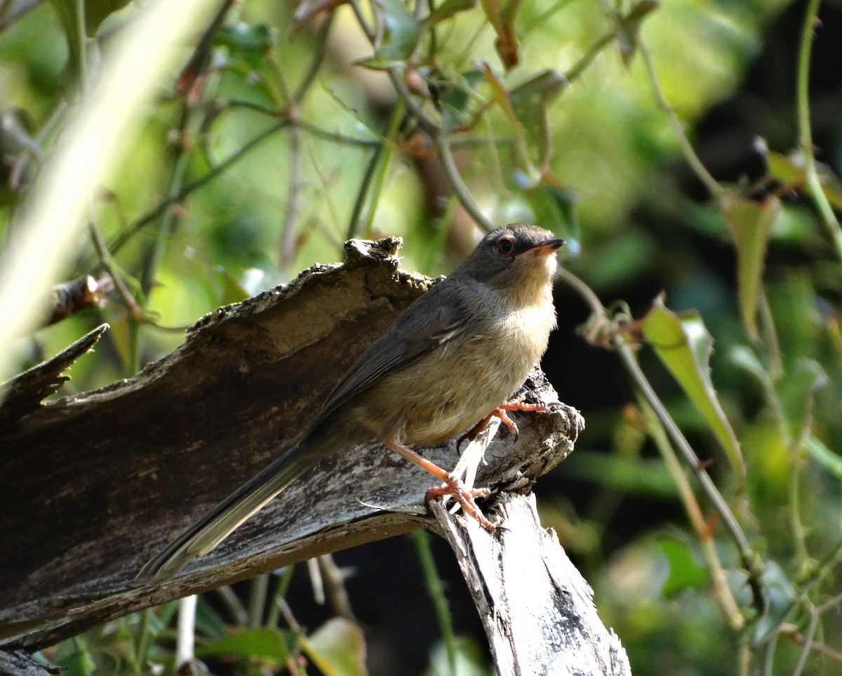 Dartford Warbler - ML638243442