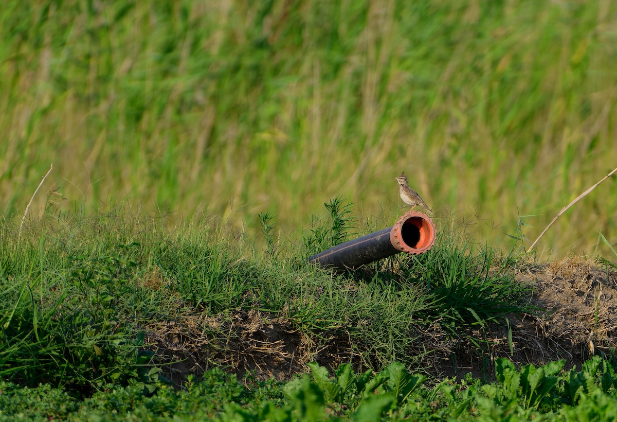 Crested Lark - ML638243445