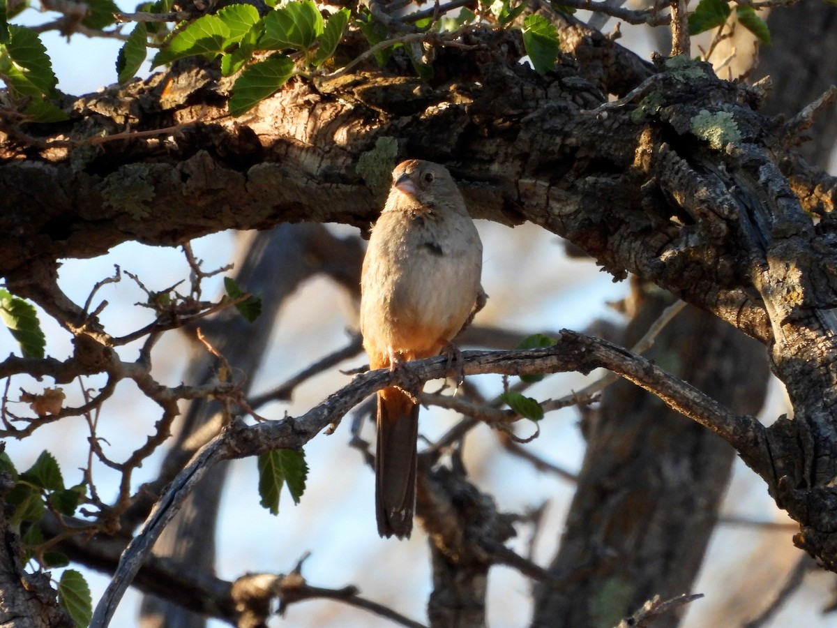Canyon Towhee - ML638243472