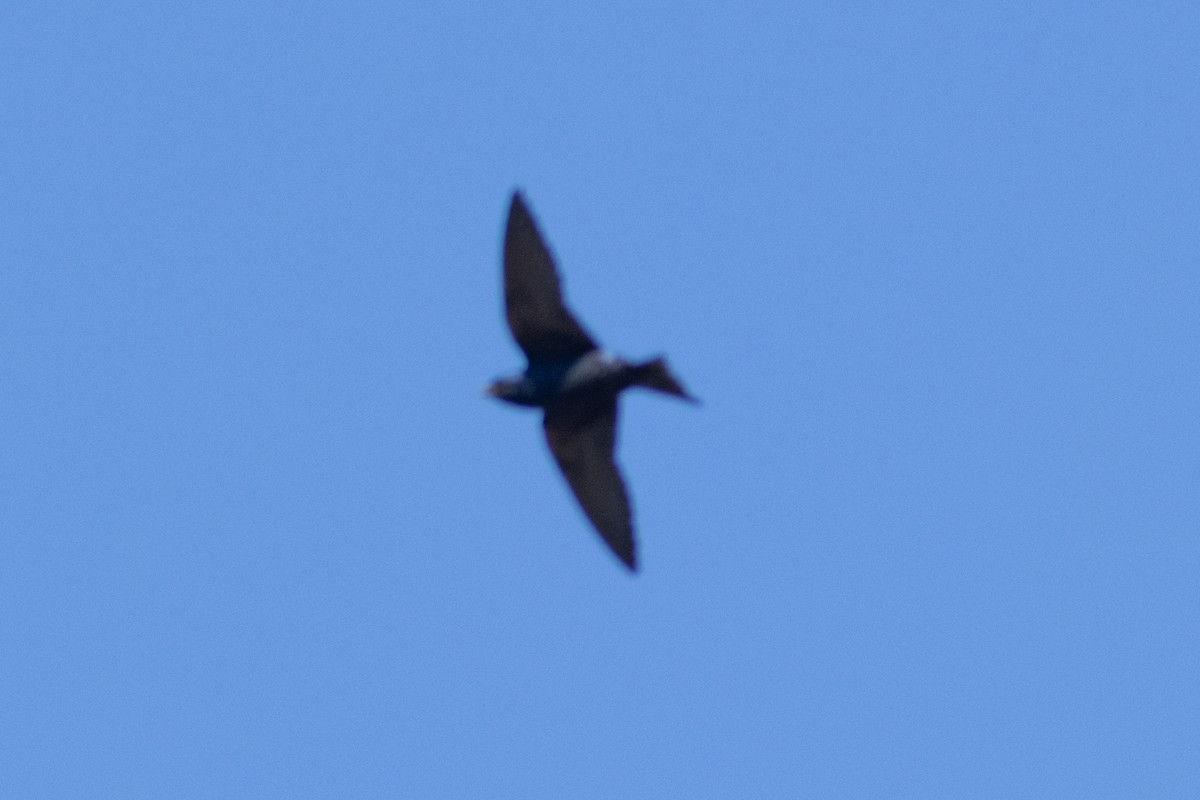 Purple Martin - ML638243487