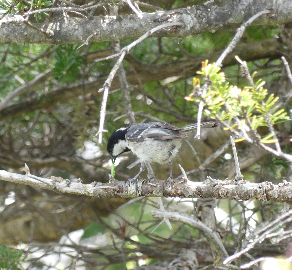 Coal Tit - ML638243493