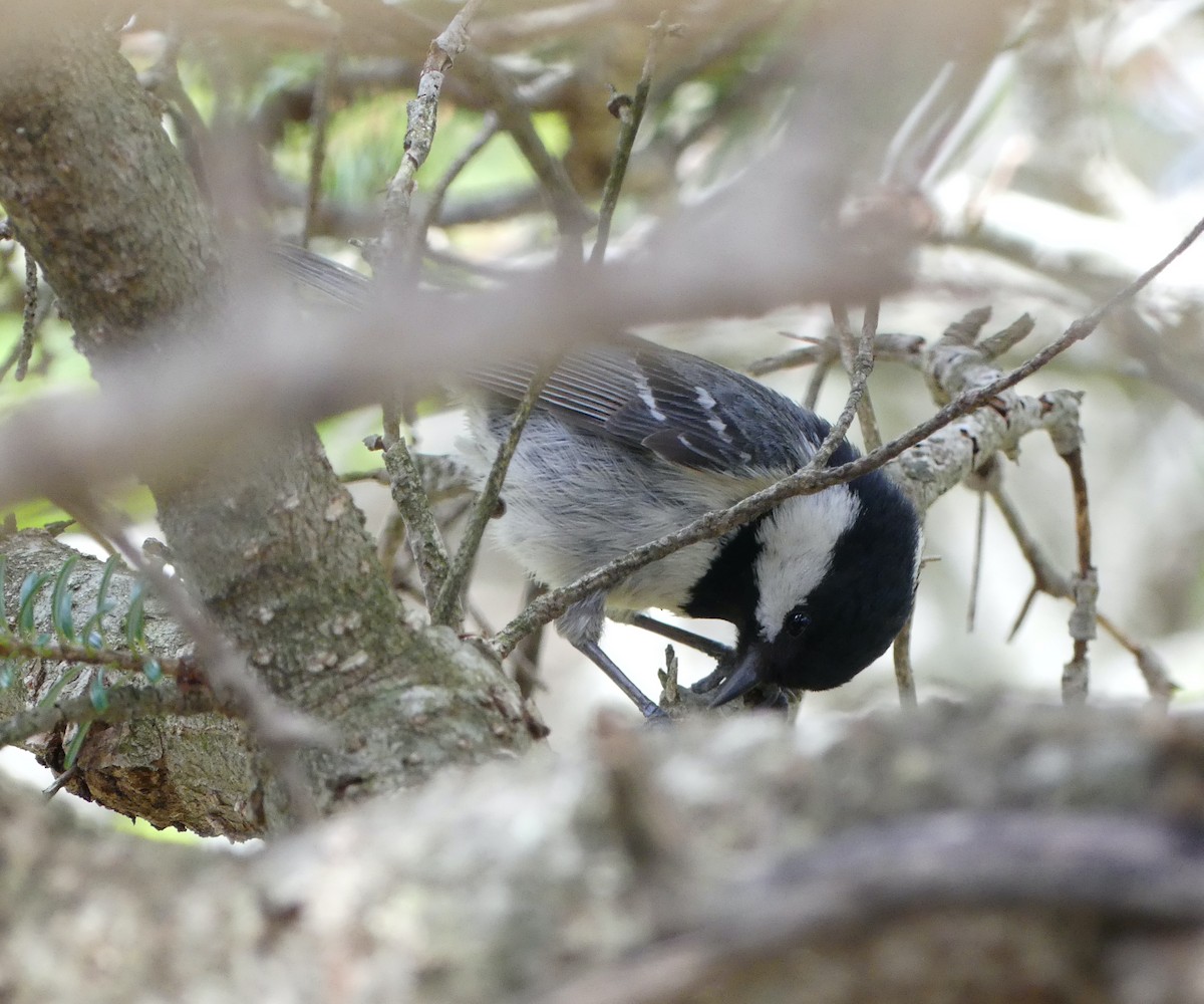 Coal Tit - ML638243494
