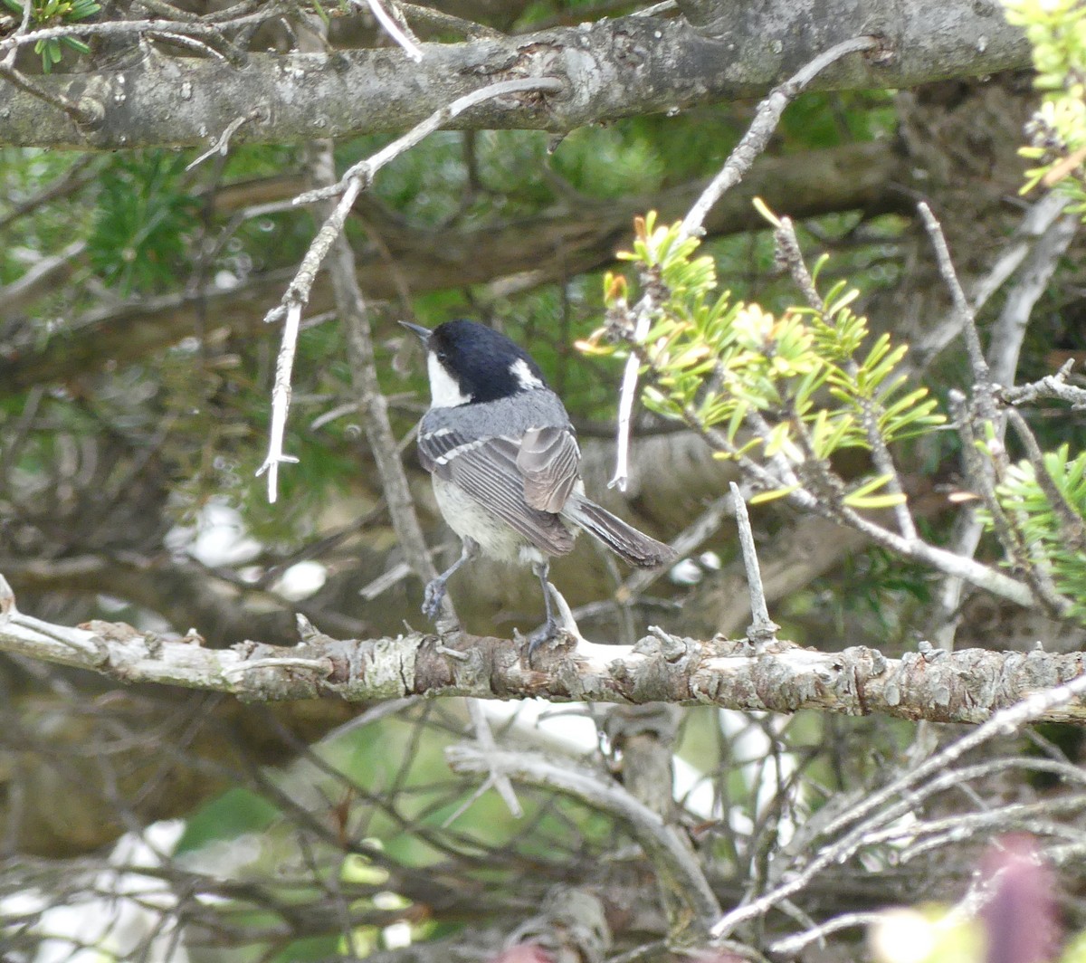 Coal Tit - ML638243495