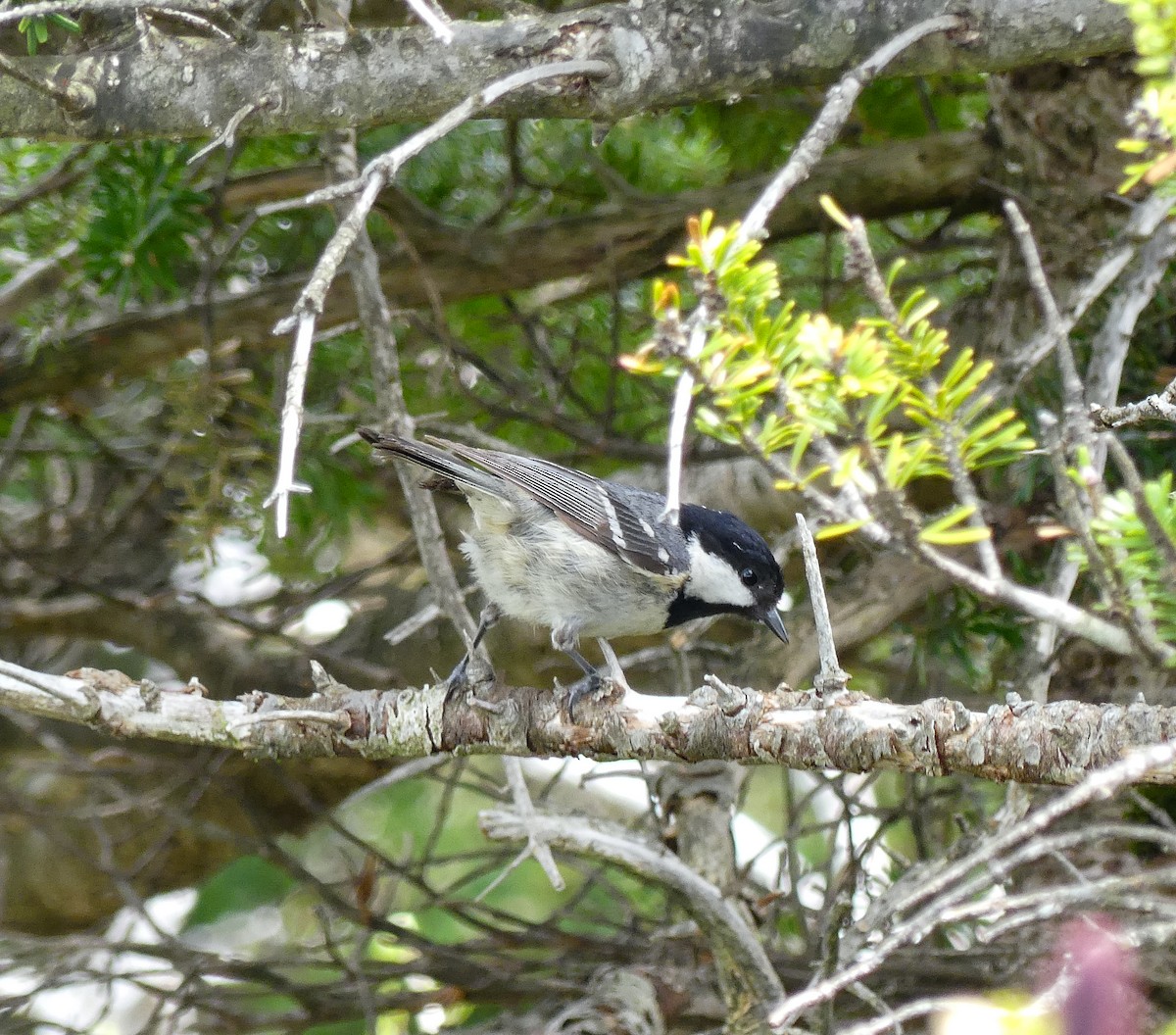 Coal Tit - ML638243496