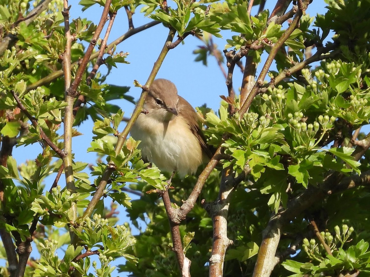 Garden Warbler - ML638243511