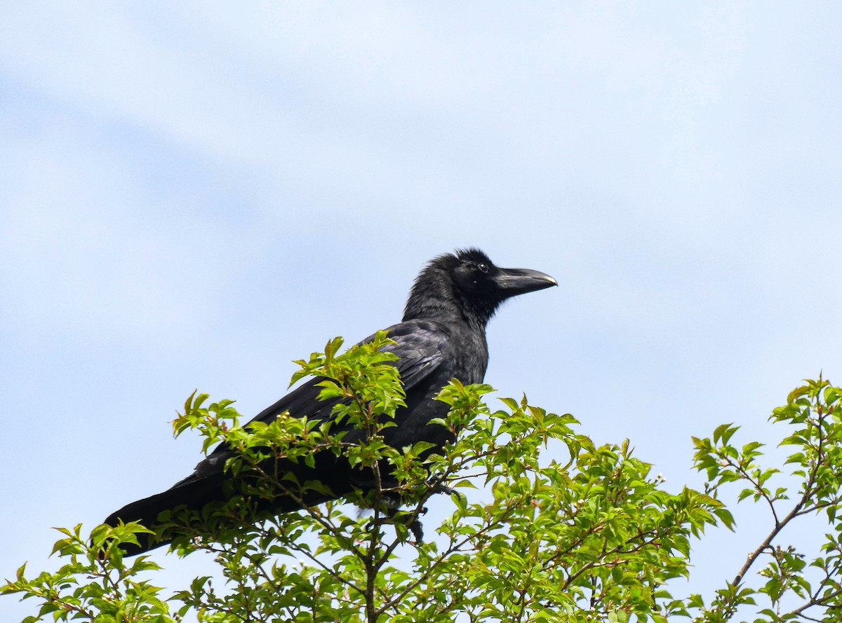 Large-billed Crow - ML638243515