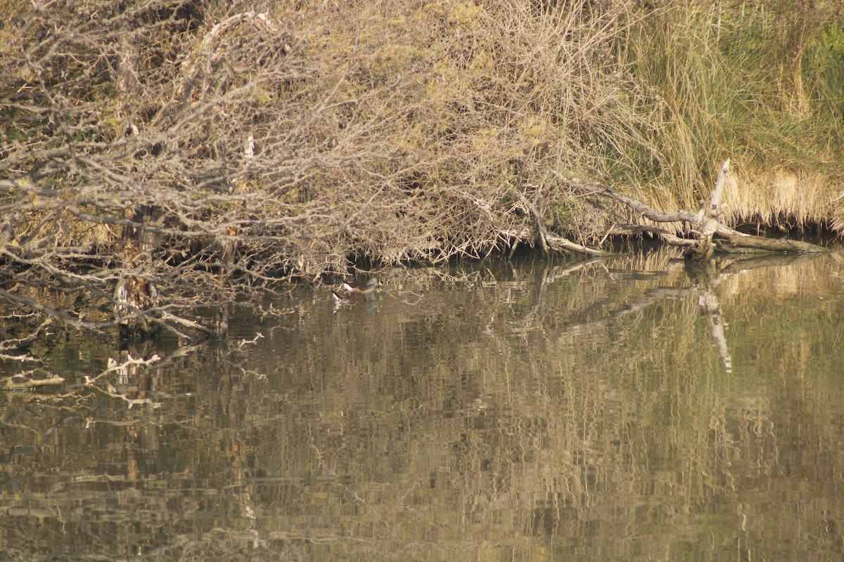 Spot-flanked Gallinule - ML638243544