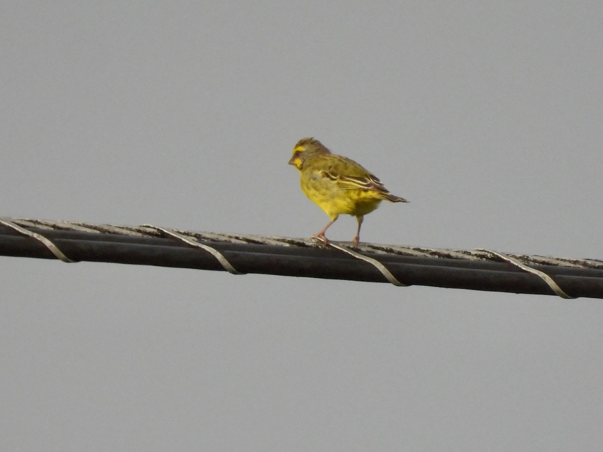 Yellow-fronted Canary - ML638243604