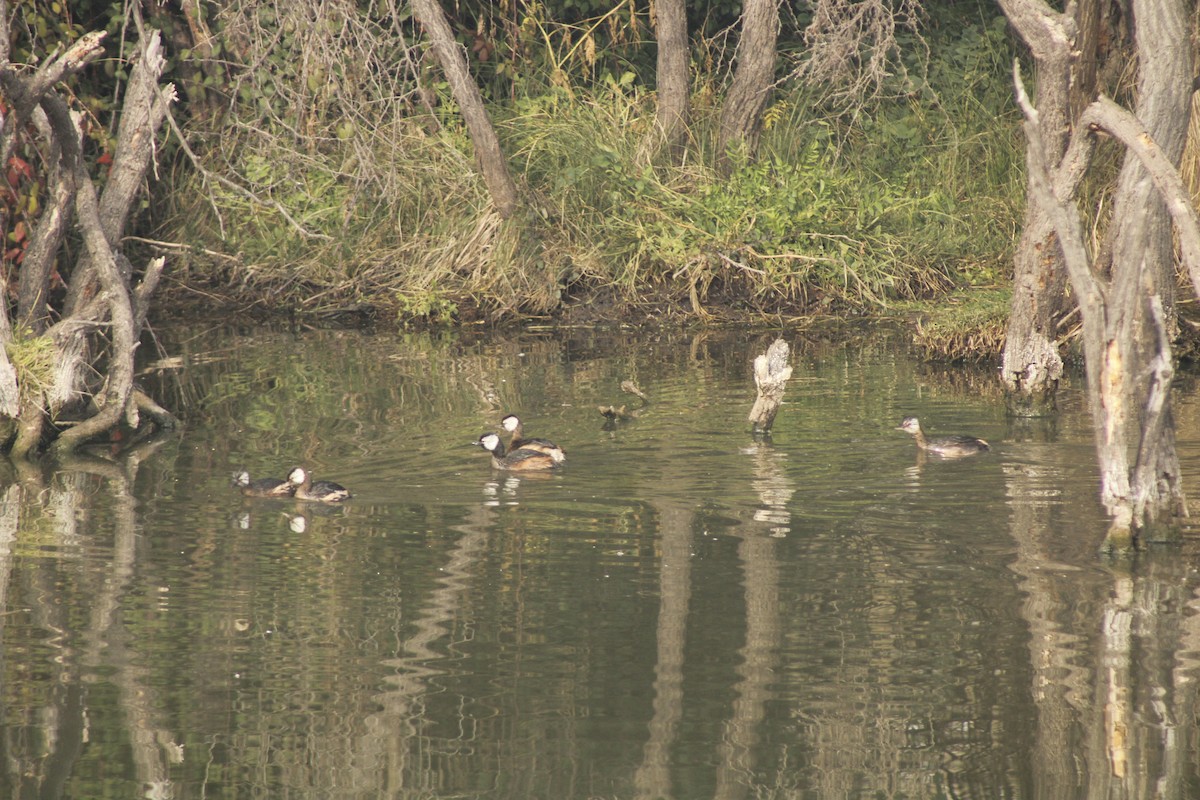 White-tufted Grebe - ML638243650