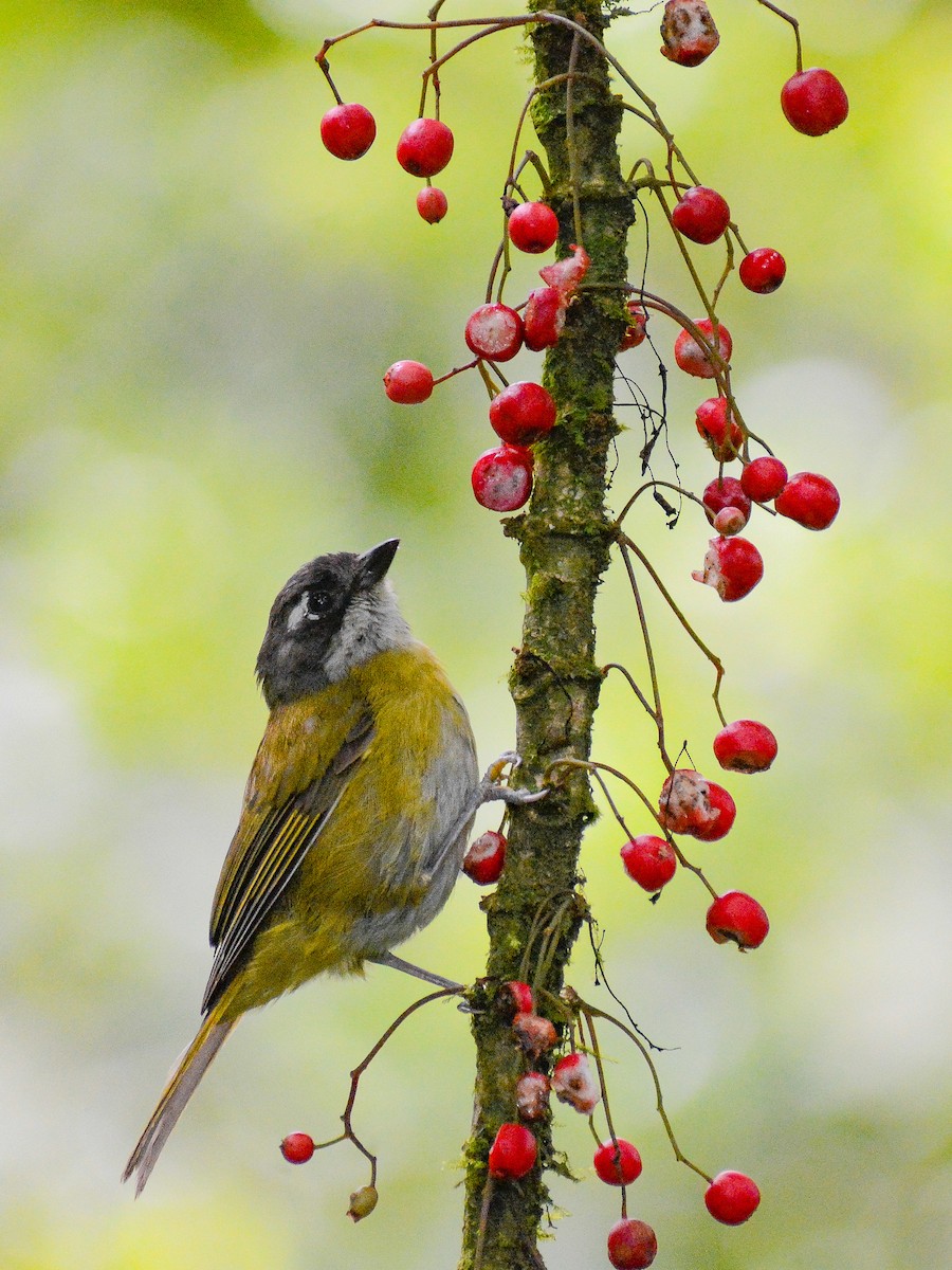 Common Chlorospingus (Middle America) - ML638243684