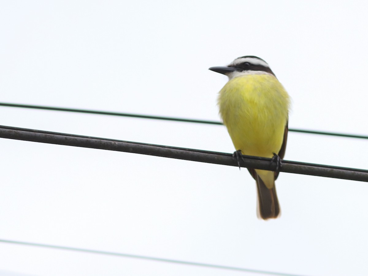 Great Kiskadee - ML638243687