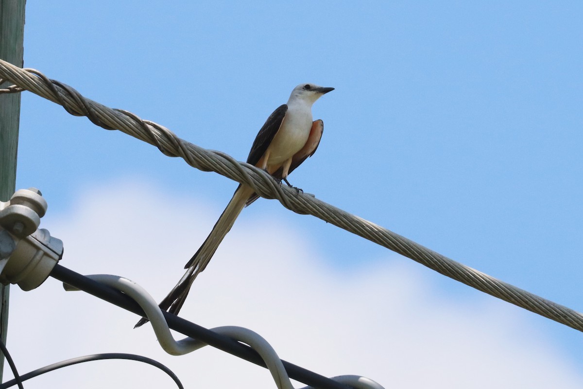 Scissor-tailed Flycatcher - ML638243706