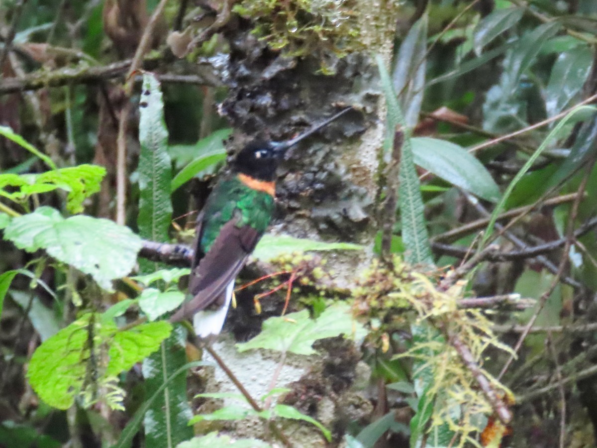 Gould's Inca - ML638243708