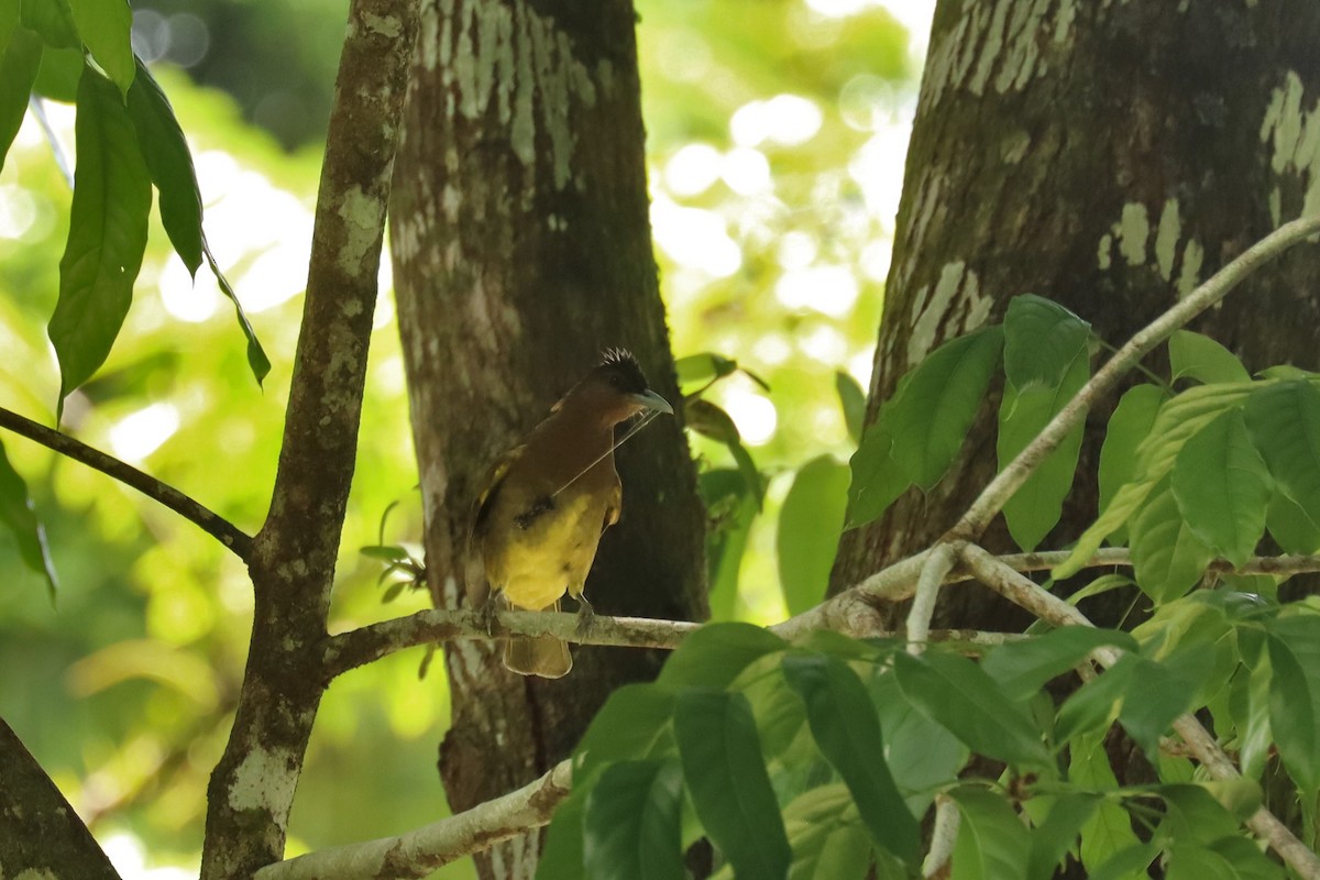Camiguin Bulbul - ML638243711