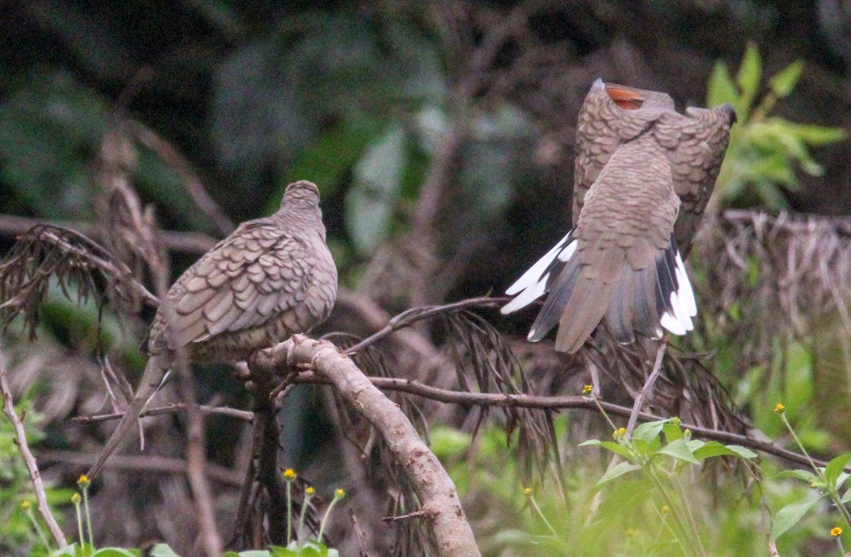 Inca Dove - ML638243723