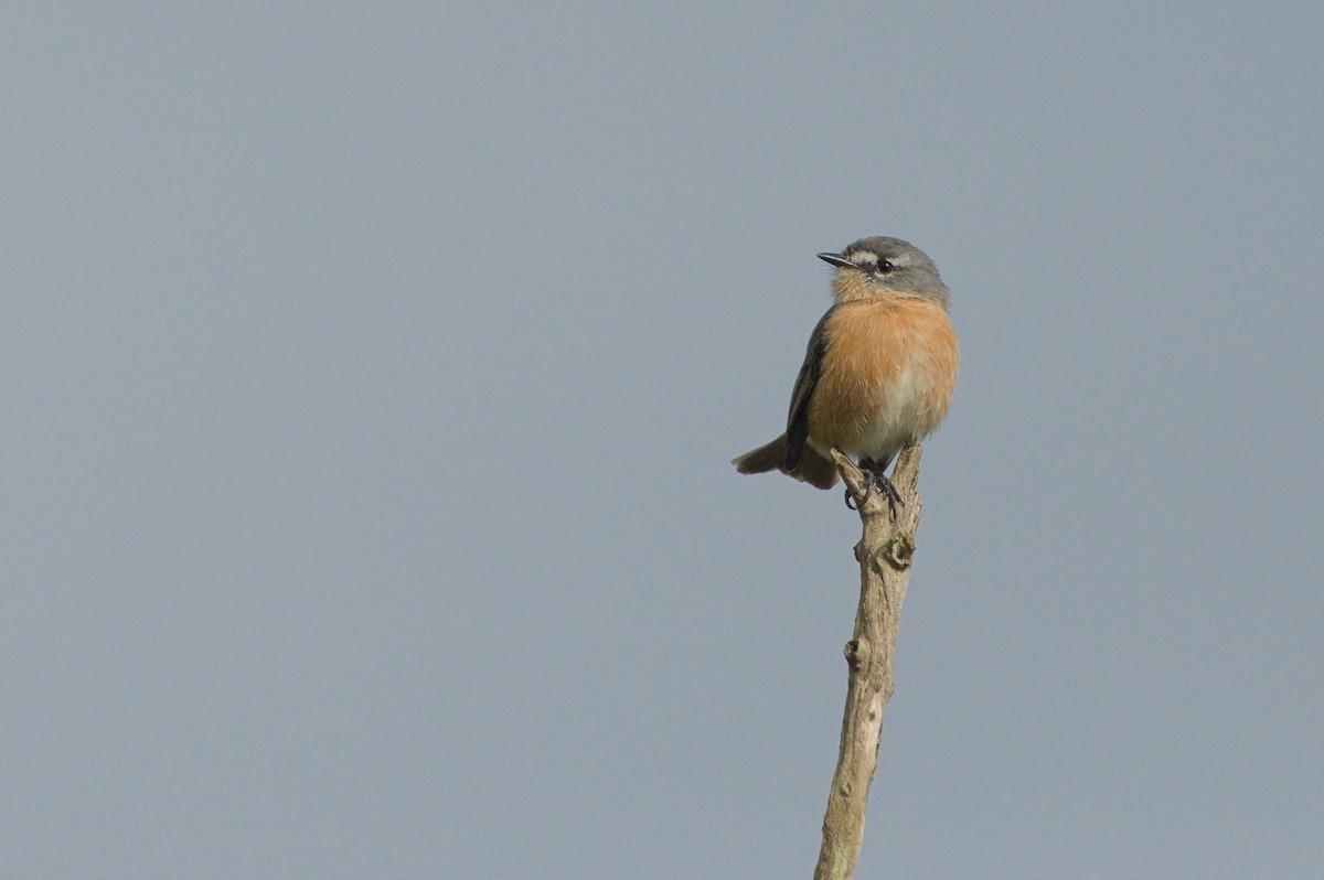 Gray-backed Tachuri - ML638243731