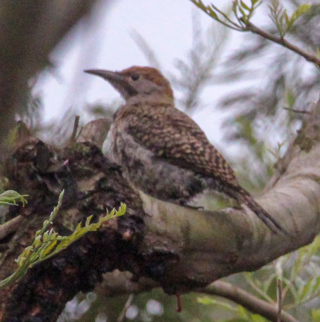 Guatemalan Flicker - ML638243765