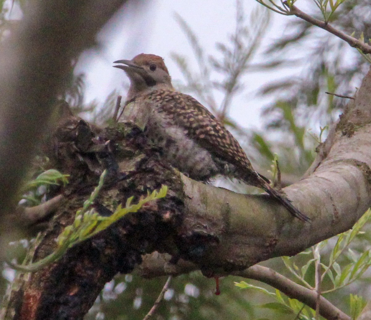 Guatemalan Flicker - ML638243766