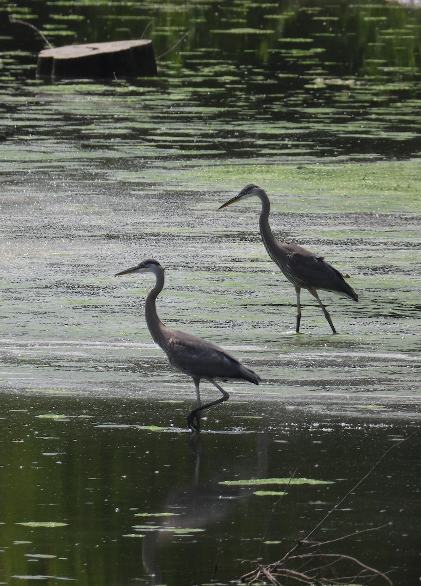 Great Blue Heron - ML638243769