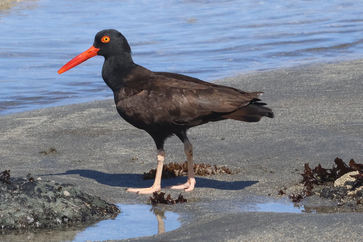 Black Oystercatcher - ML638243772