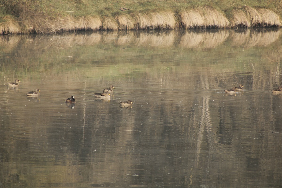 Yellow-billed Teal - ML638243777