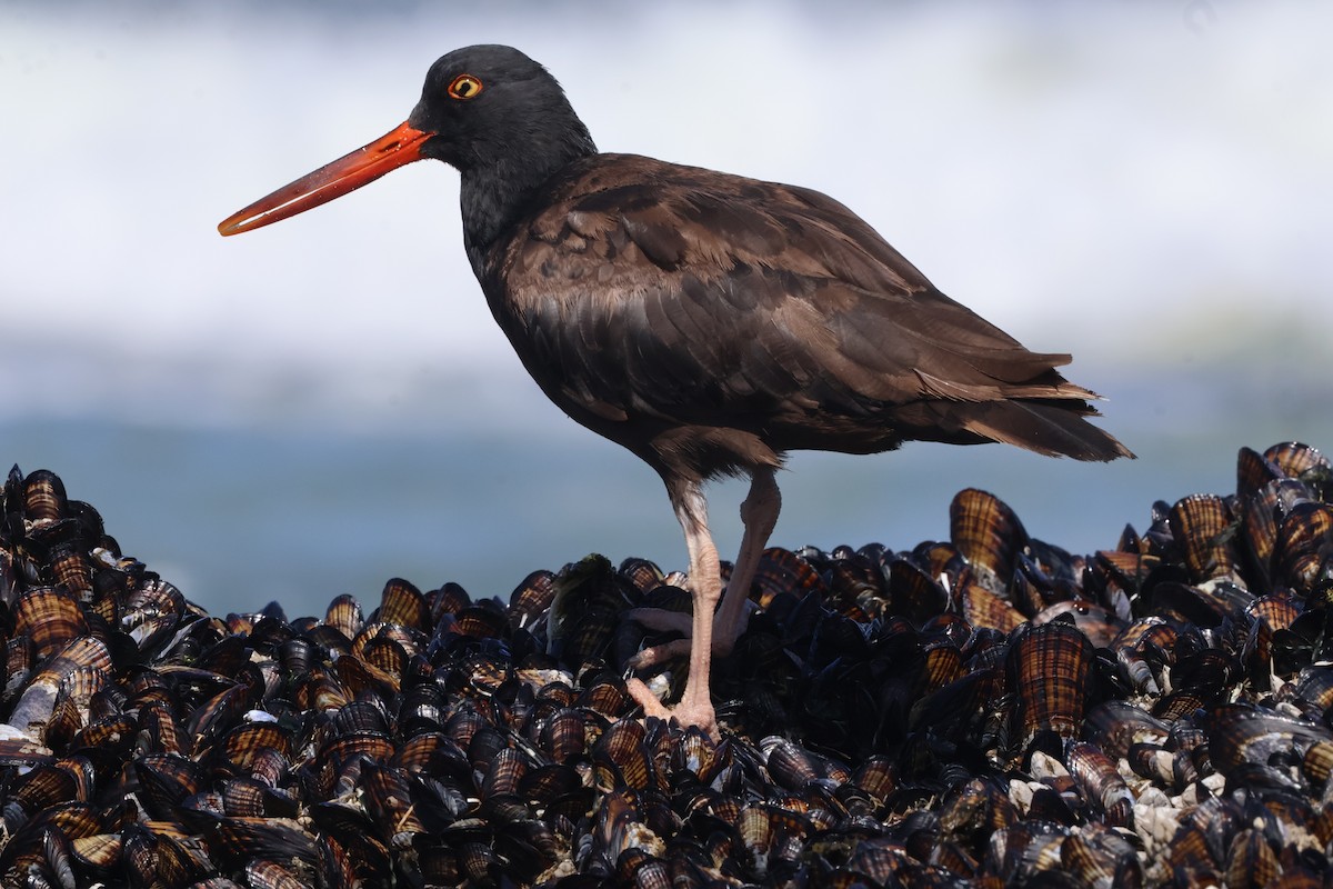 Black Oystercatcher - ML638243782